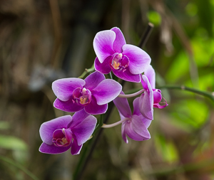 Orchid, Jardin Botanical Gardens